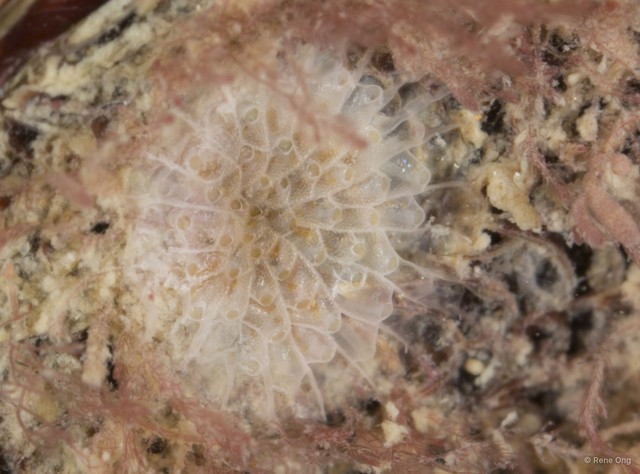 Bryozoa sp. "14"•&copy; Rene Ong•All Rights Reserved