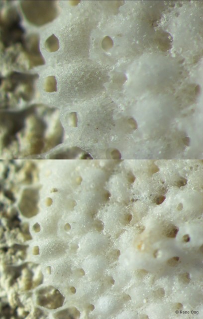 Bryozoa sp. "15"•&copy; Rene Ong•All Rights Reserved