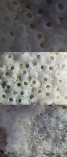 Bryozoa sp. "16"•&copy; Rene Ong•All Rights Reserved