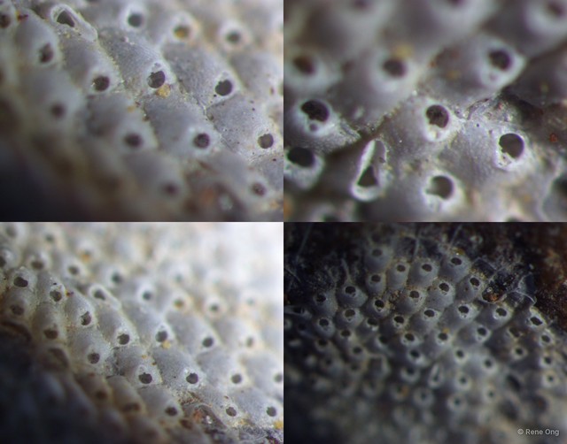 Bryozoa sp. "17"•&copy; Rene Ong•All Rights Reserved