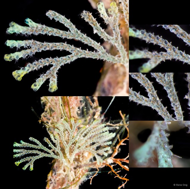 Bryozoa sp. "18"•&copy; Rene Ong•All Rights Reserved
