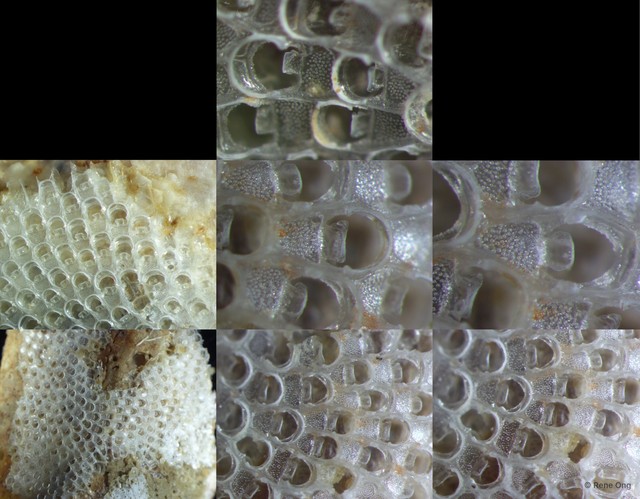 Bryozoa sp. "19"•&copy; Rene Ong•All Rights Reserved