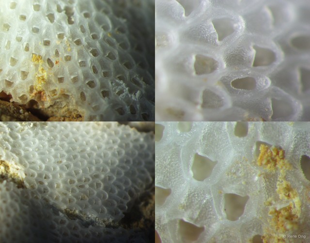 Bryozoa sp. "20"•&copy; Rene Ong•All Rights Reserved