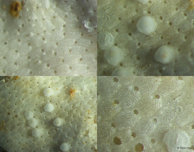 Bryozoa sp. "21"•&copy; Rene Ong•All Rights Reserved