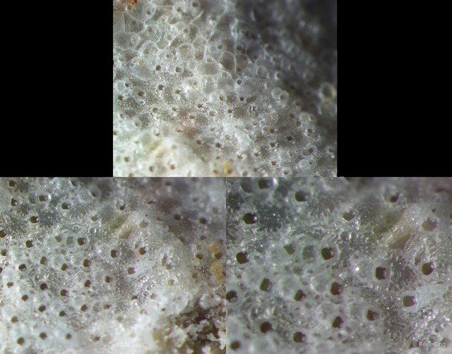 Bryozoa sp. "22"•&copy; Rene Ong•All Rights Reserved
