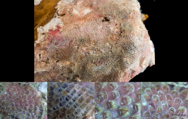 Bryozoa sp. "23"•&copy; Rene Ong•All Rights Reserved