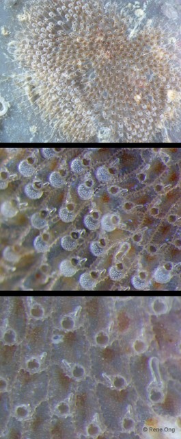 Bryozoa sp. "3"•&copy; Rene Ong•All Rights Reserved