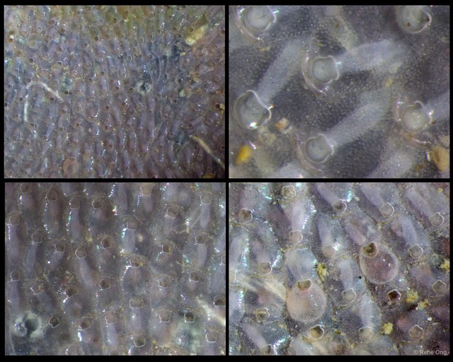 Bryozoa sp. "4"•&copy; Rene Ong•All Rights Reserved