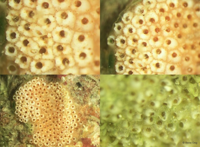 Bryozoa sp. "5"•&copy; Rene Ong•All Rights Reserved