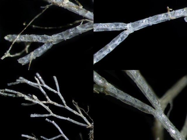 Bryozoa sp. "6"•&copy; Rene Ong•All Rights Reserved