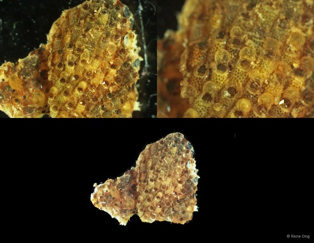Bryozoa sp. "7"•&copy; Rene Ong•All Rights Reserved