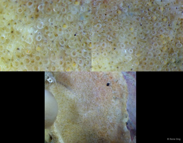 Bryozoa sp. "8"•&copy; Rene Ong•All Rights Reserved