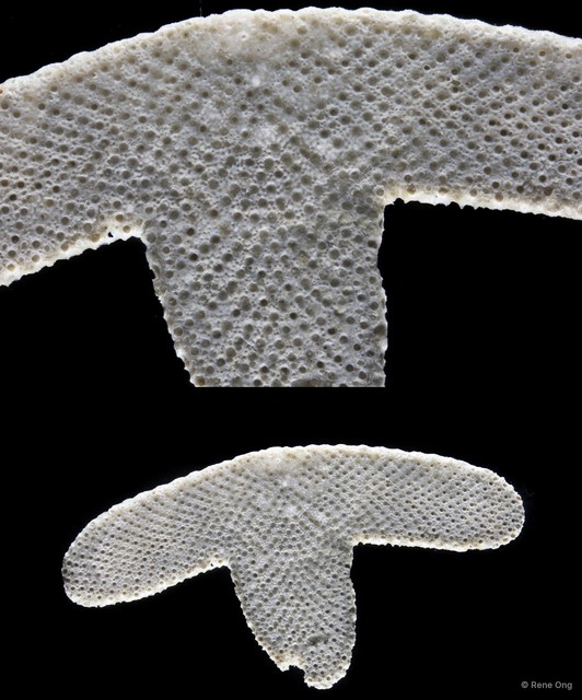 Bryozoa sp. "9"•&copy; Rene Ong•All Rights Reserved