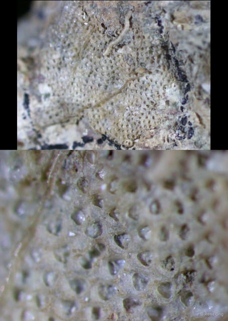 Antropora sp. "d4b18399"•&copy; Rene Ong•All Rights Reserved