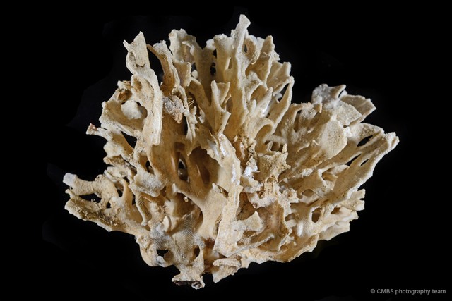 Cigclisula sp. "2"•&copy; CMBS photography team•All Rights Reserved