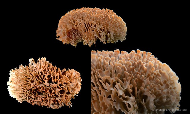Cigclisula sp. "3"•&copy; CMBS photography team•All Rights Reserved