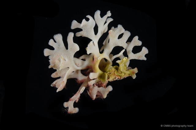 Cigclisula fruticosa•&copy; CMBS photography team•All Rights Reserved