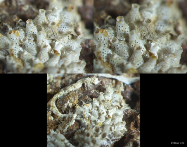 Exechonella ampullacea•&copy; Rene Ong•All Rights Reserved