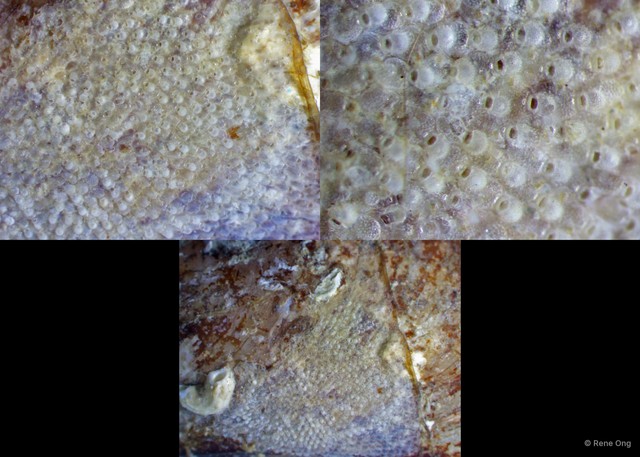 Microporella sp. "d4b183fc"•&copy; Rene Ong•All Rights Reserved