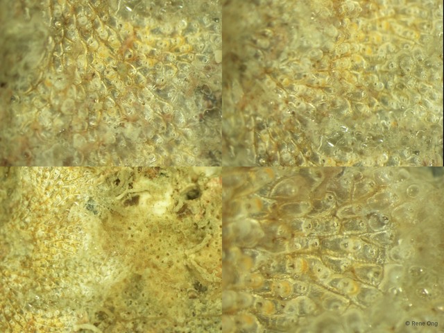 Parasmittina sp. "3"•&copy; Rene Ong•All Rights Reserved