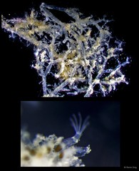 Amathia verticillata•&copy; Rene Ong•All Rights Reserved