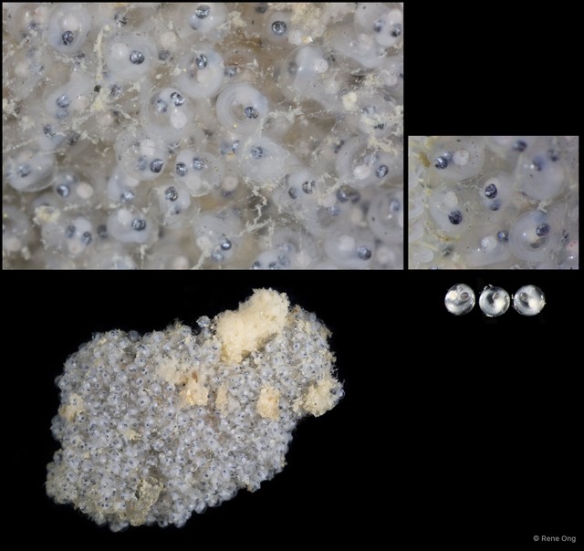 Actinopterygii sp. "Acanthopterygii eggs SEA-2585"•&copy; Rene Ong•All Rights Reserved