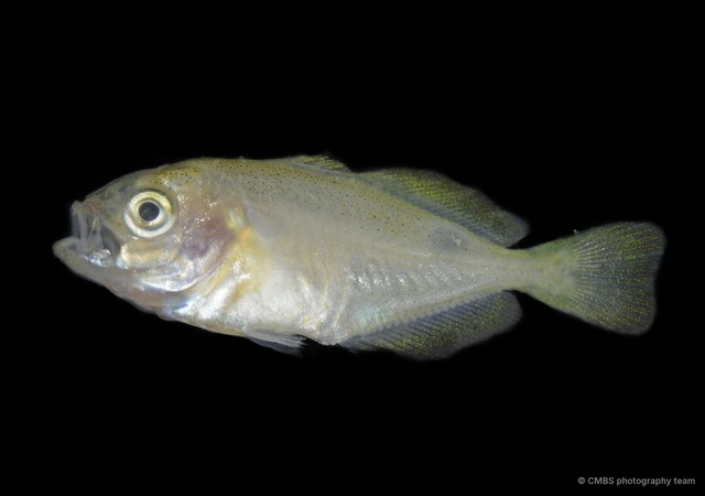 Actinopterygii sp. "JS-0371"•&copy; CMBS photography team•All Rights Reserved