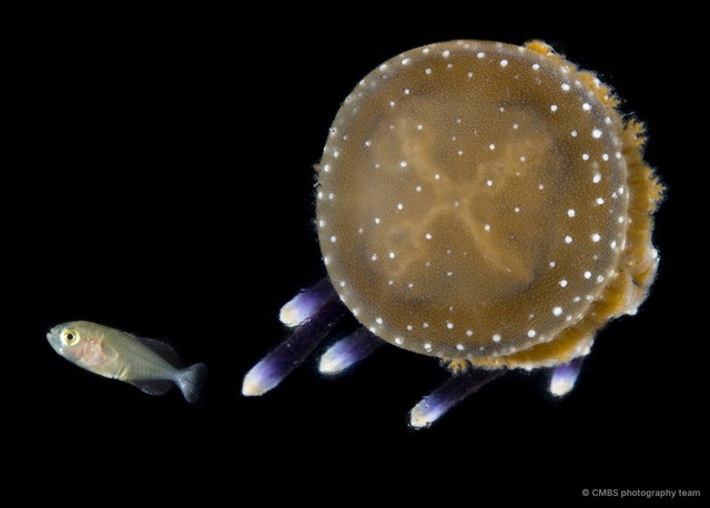 Actinopterygii sp. "JS-1453"•&copy; CMBS photography team•All Rights Reserved