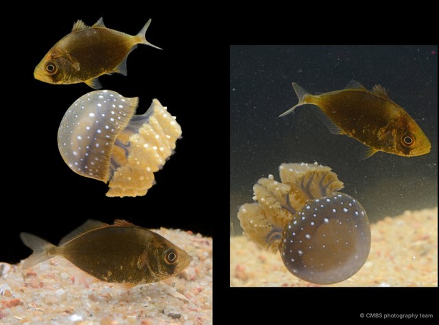 Actinopterygii sp. "JS-2368"•&copy; CMBS photography team•All Rights Reserved