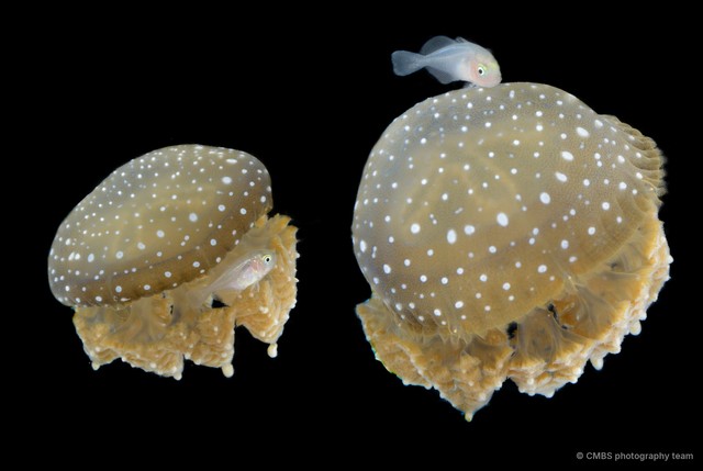 Actinopterygii sp. "JS-5104"•&copy; CMBS photography team•All Rights Reserved
