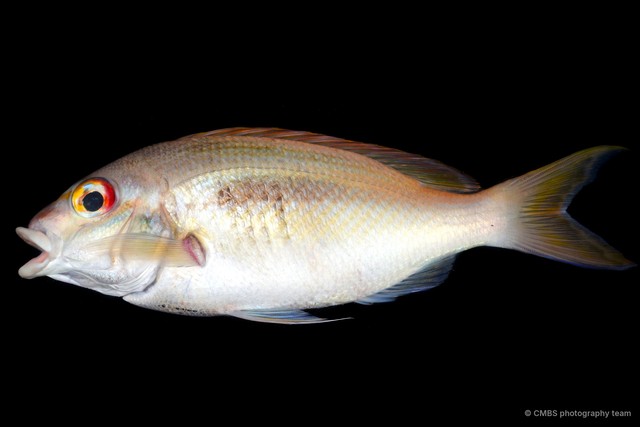 Actinopterygii sp. "SS-2110"•&copy; CMBS photography team•All Rights Reserved