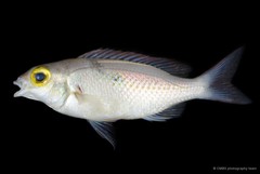 Actinopterygii sp. "SS-3704"