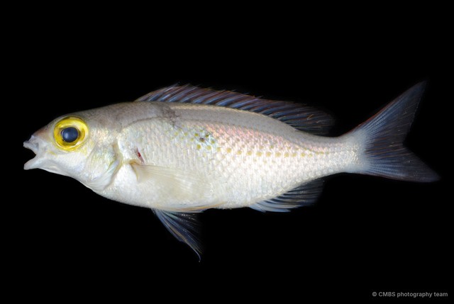 Actinopterygii sp. "SS-3704"•&copy; CMBS photography team•All Rights Reserved