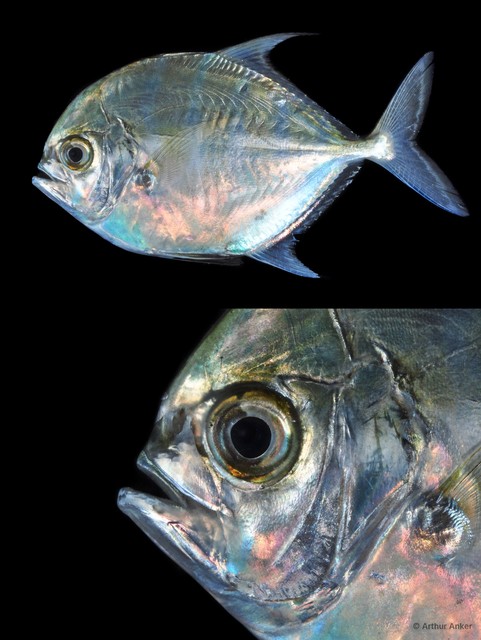 Actinopterygii sp. "striped silver dollar"•&copy; Arthur Anker•All Rights Reserved