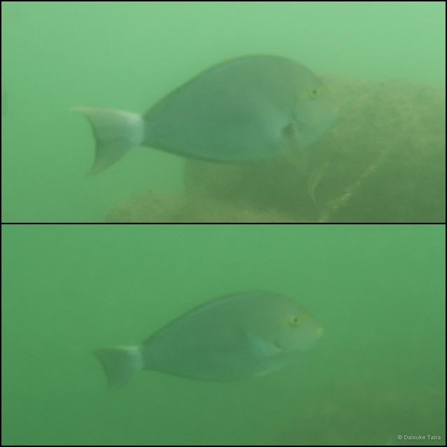 Acanthurus mata•&copy; Daisuke Taira•All Rights Reserved