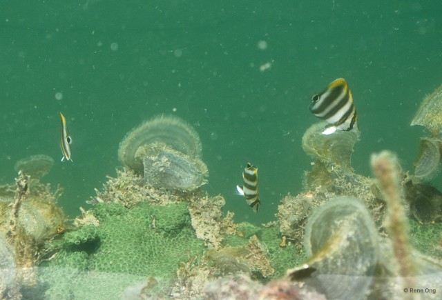 Chaetodontidae sp. "52cec097"•&copy; Rene Ong•All Rights Reserved
