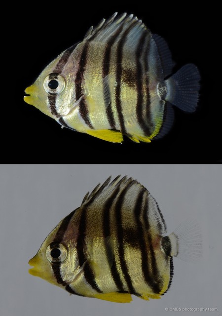 Chaetodontidae sp. "69cdc956"•&copy; CMBS photography team•All Rights Reserved
