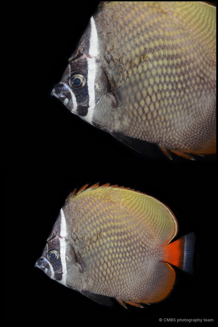 Chaetodon collare•&copy; CMBS photography team•All Rights Reserved
