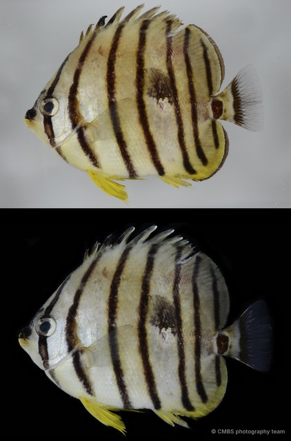Chaetodon octofasciatus•&copy; CMBS photography team•All Rights Reserved