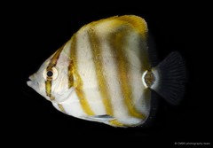Parachaetodon ocellatus•&copy; CMBS photography team•All Rights Reserved