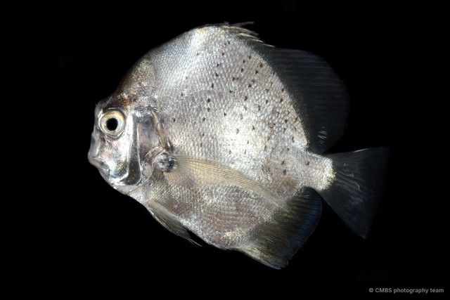 Drepane punctata•&copy; CMBS photography team•All Rights Reserved