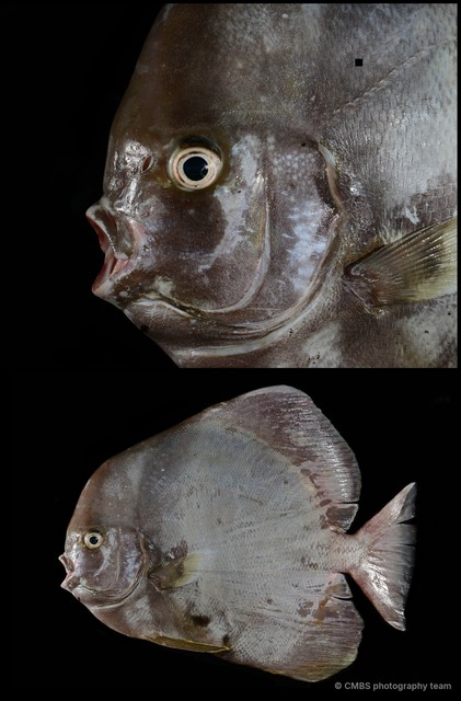 Ephippidae sp. "69cdc93f"•&copy; CMBS photography team•All Rights Reserved