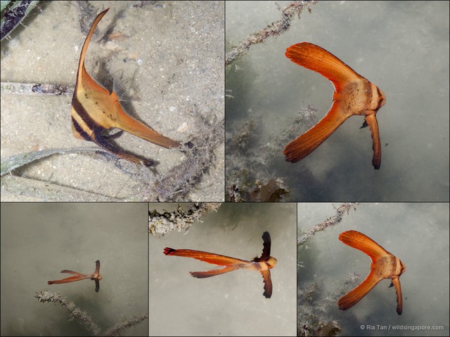 Platax sp. "0c4fc546"•&copy; Ria Tan•All Rights Reserved