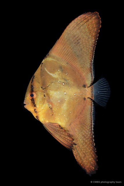 Platax orbicularis•&copy; CMBS photography team•All Rights Reserved