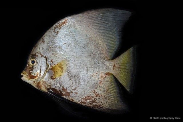 Platax pinnatus•&copy; CMBS photography team•All Rights Reserved