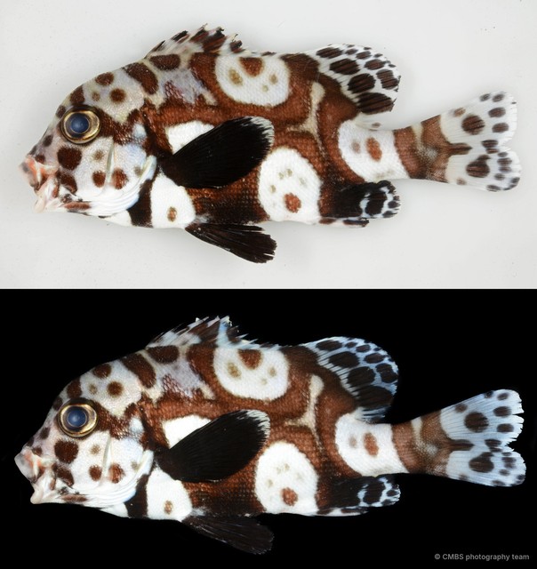 Plectorhinchus chaetodonoides•&copy; CMBS photography team•All Rights Reserved