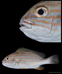 Plectorhinchus chrysotaenia•&copy; CMBS photography team•All Rights Reserved