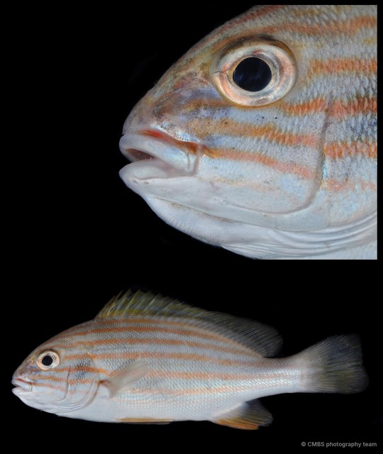 Plectorhinchus chrysotaenia•&copy; CMBS photography team•All Rights Reserved