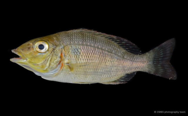 Lethrinus lentjan•&copy; CMBS photography team•All Rights Reserved