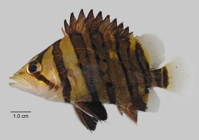 Datnioides microlepis•&copy; Yi Youguang•All Rights Reserved